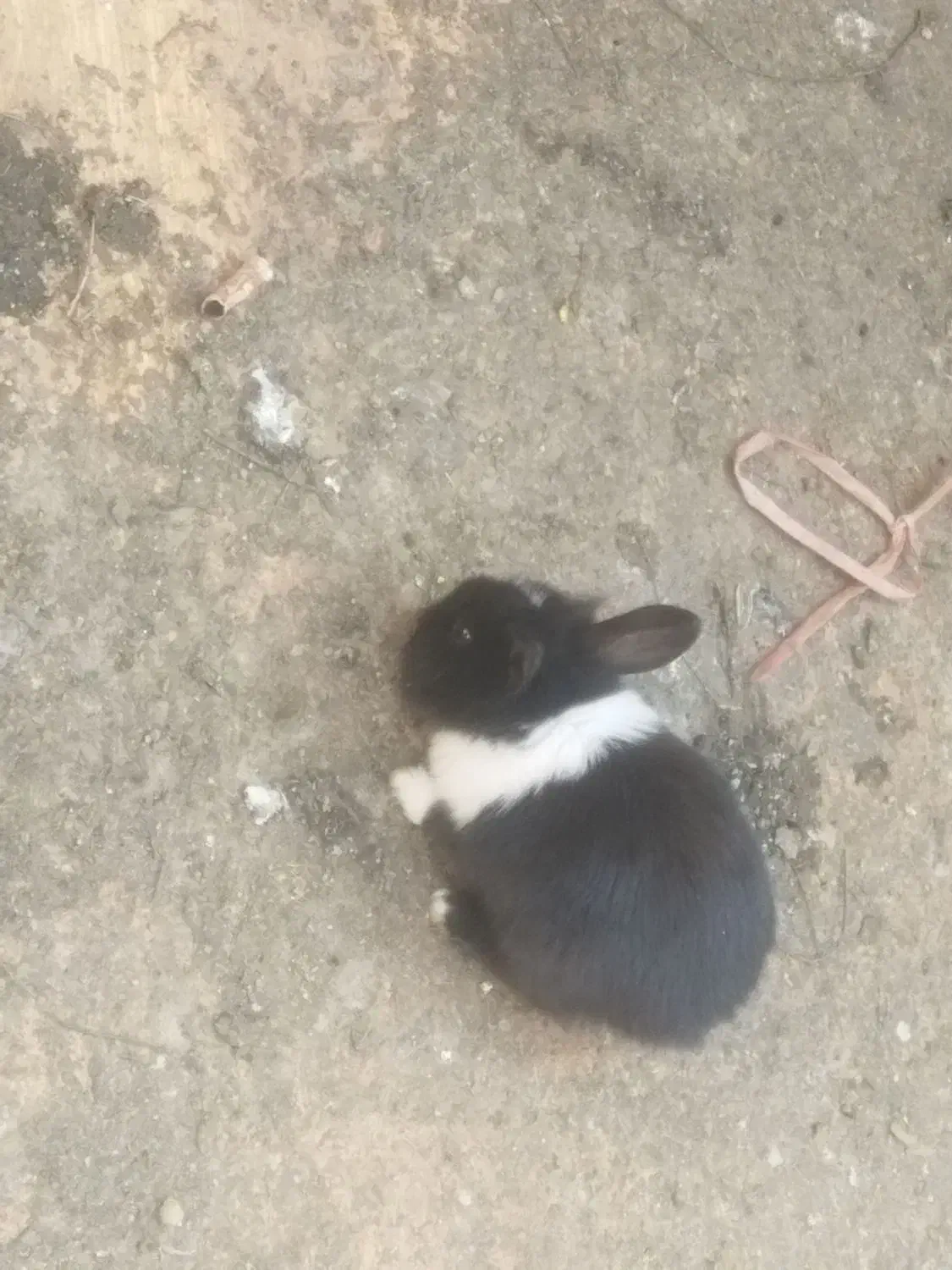 خرگوش|موش و خرگوش|قیامدشت - خاورشهر, |دیوار