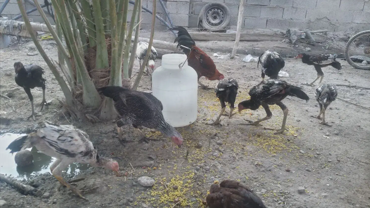 مرغ وخروس|حیوانات مزرعه|میناب, |دیوار