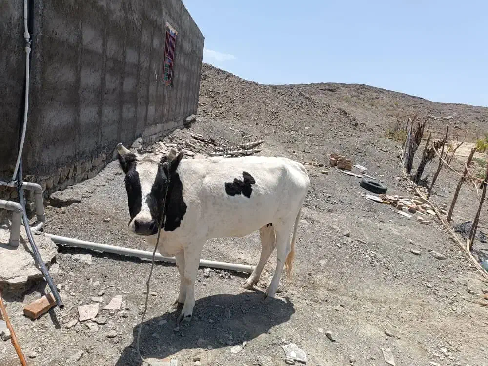 فروشی|حیوانات مزرعه|مهرستان, |دیوار