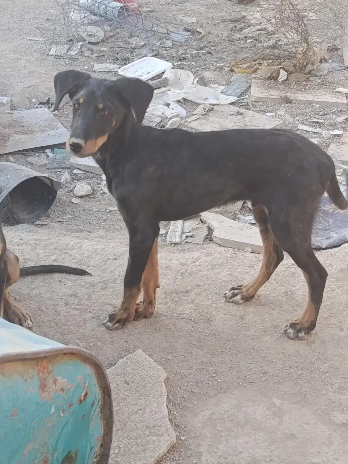 سگ دوبرمن|سگ|شیراز, برمشور علیا|دیوار
