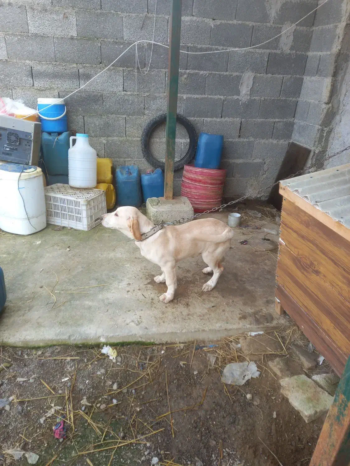 سگ شکاری|سگ|صومعه‌سرا, |دیوار