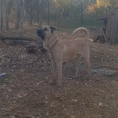 توله سرابی ۹  نرو ماده|سگ|اهر, |دیوار