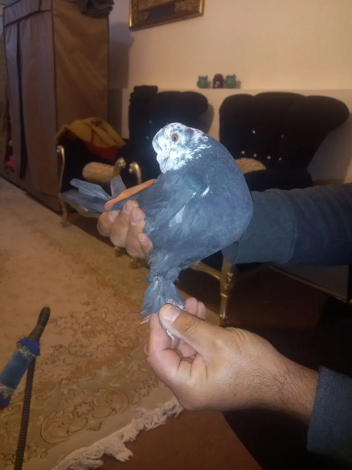 فرش دستبافت|فرش|کرج, شهرک بنفشه|دیوار