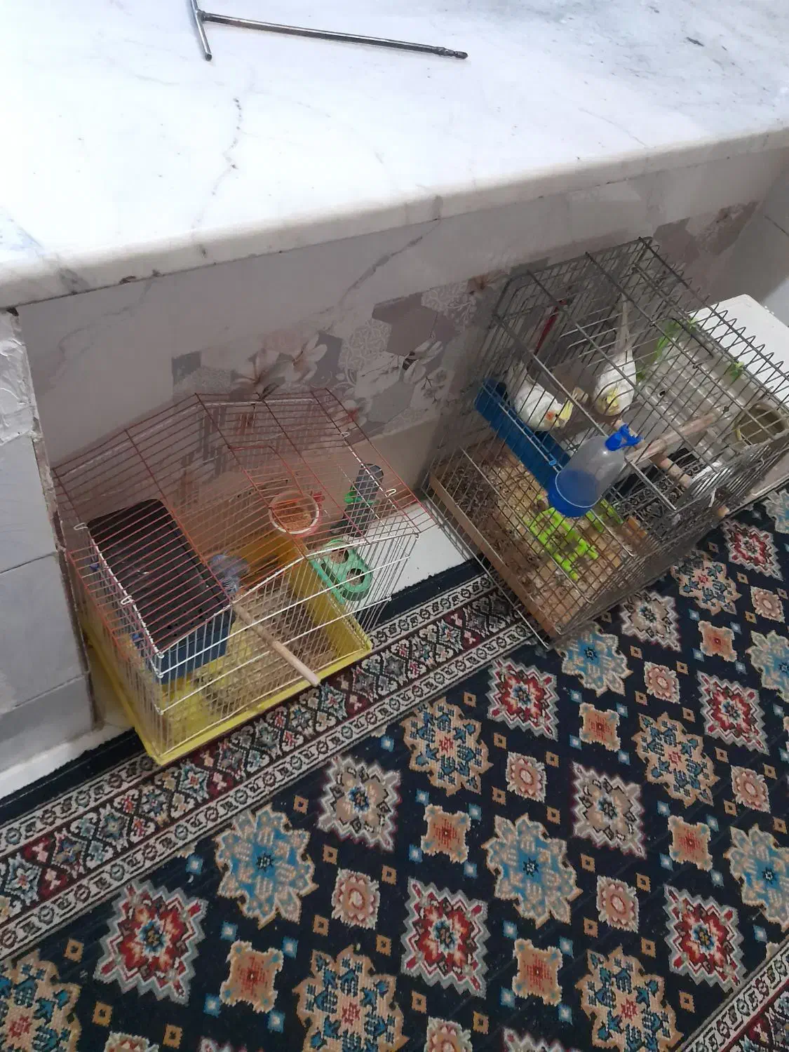 جفت عروس هلندی باقفس|پرنده|محمدشهر, کوی بهار|دیوار