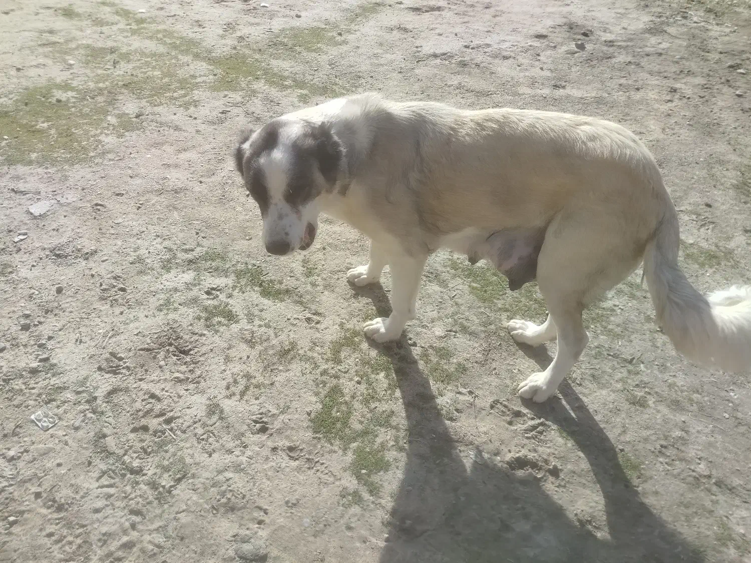 سگ ماده|سگ|گنبد کاووس, |دیوار