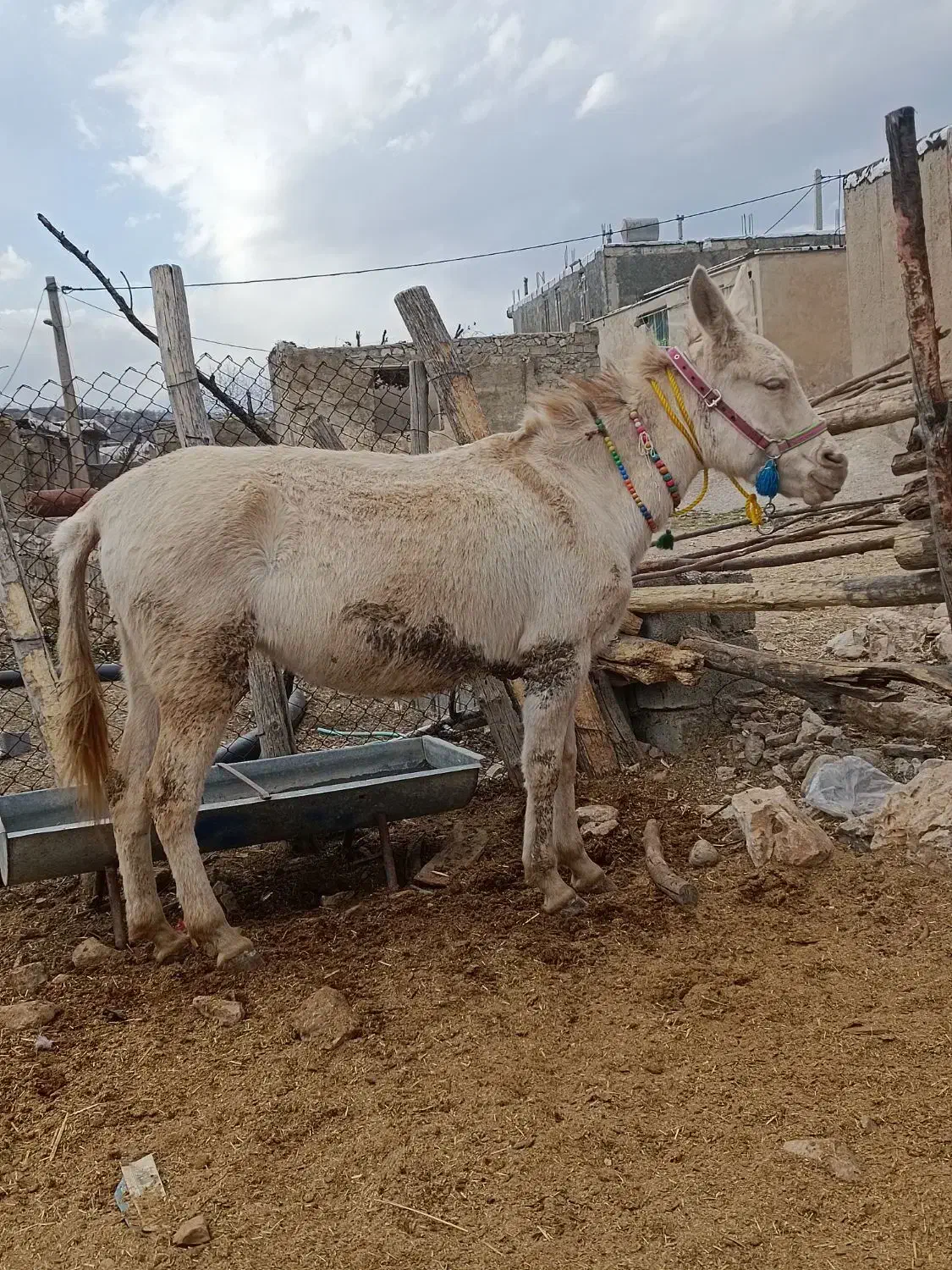 قاطر گم شده|حیوانات|یاسوج, |دیوار