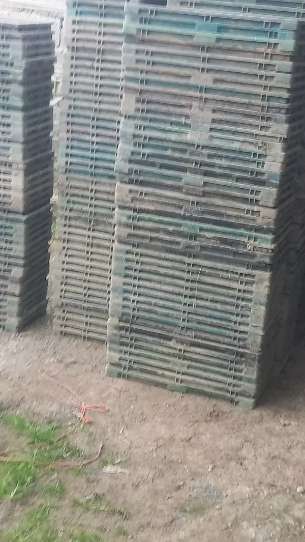 سینی بذر نشا|عمدهفروشی|رودسر, |دیوار