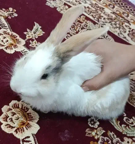 خرگوش|موش و خرگوش|ارومیه, |دیوار