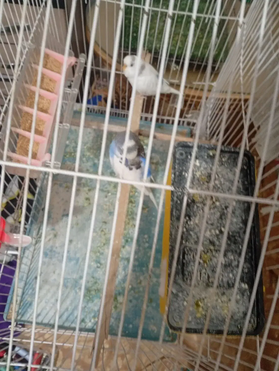 مرغ عشق|پرنده|تهران, حصارک|دیوار