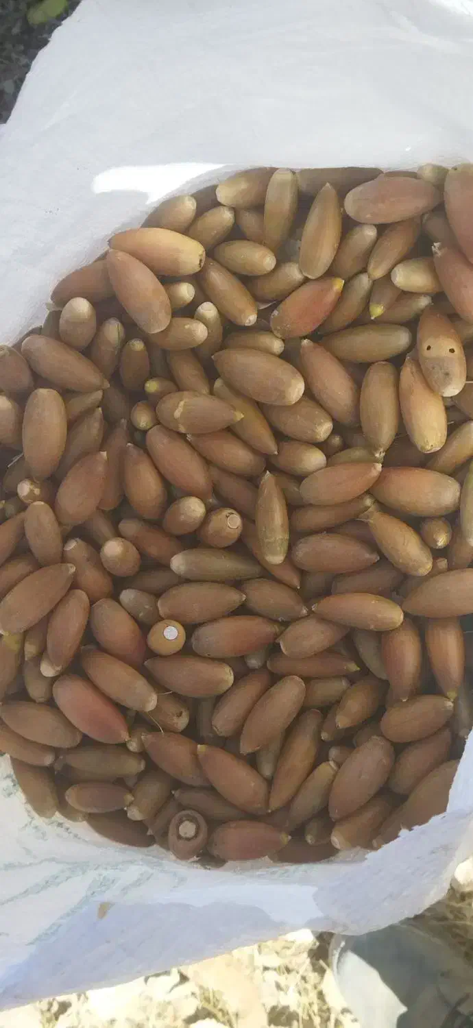 بلوط تازه زاگرس|خوردنی و آشامیدنی|ارژن, |دیوار