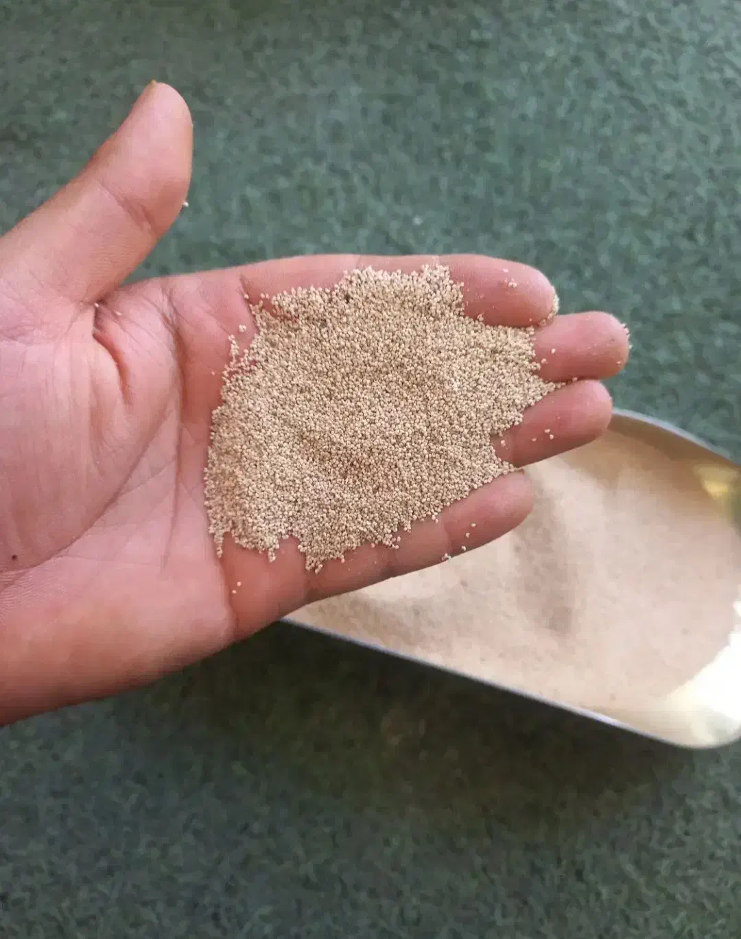 بذر درجه یک اصلاح شده|گل و گیاه طبیعی|کوهدشت, |دیوار