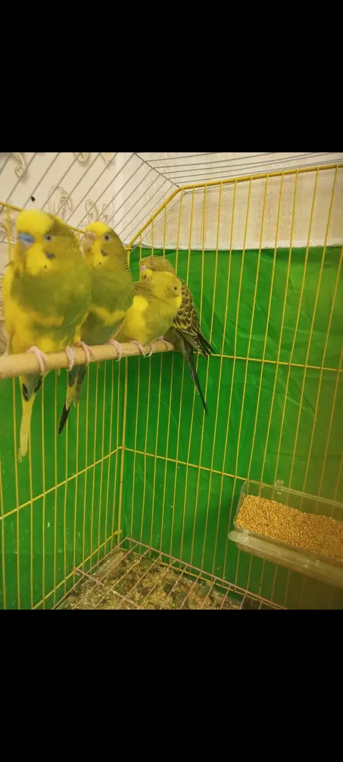 ۳ عدد مرغ عشق|پرنده|آبادان, |دیوار