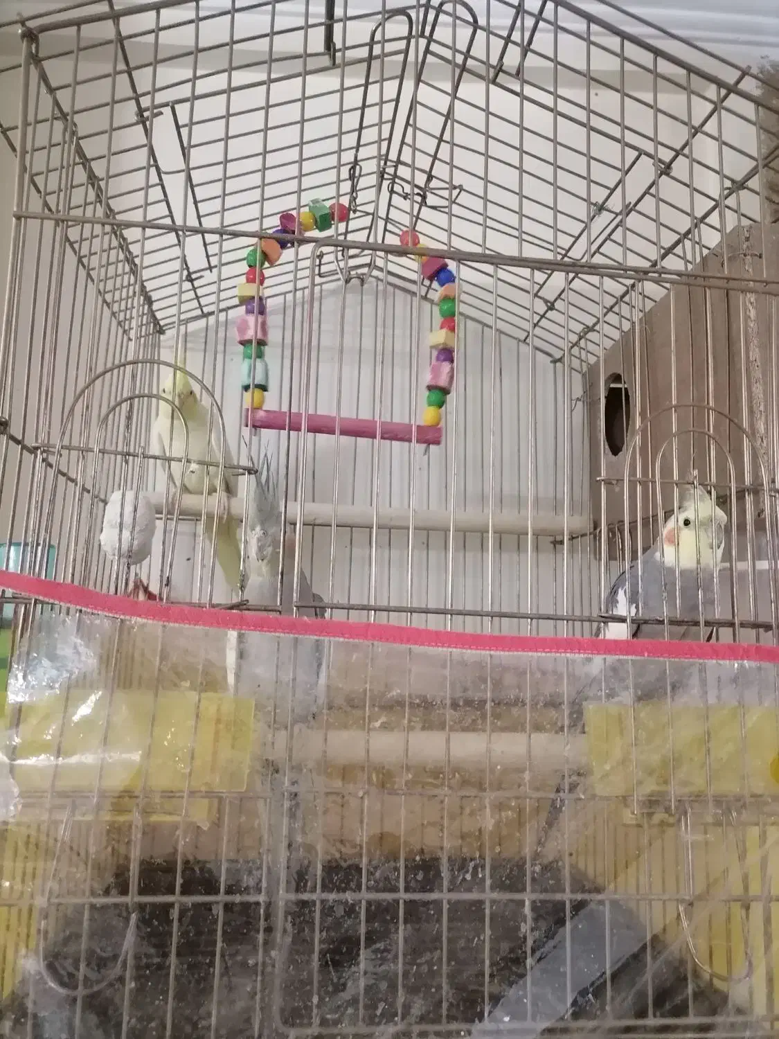 عروس هلندی معاوضه با نقره|پرنده|تهران, سبلان (لشگر)|دیوار