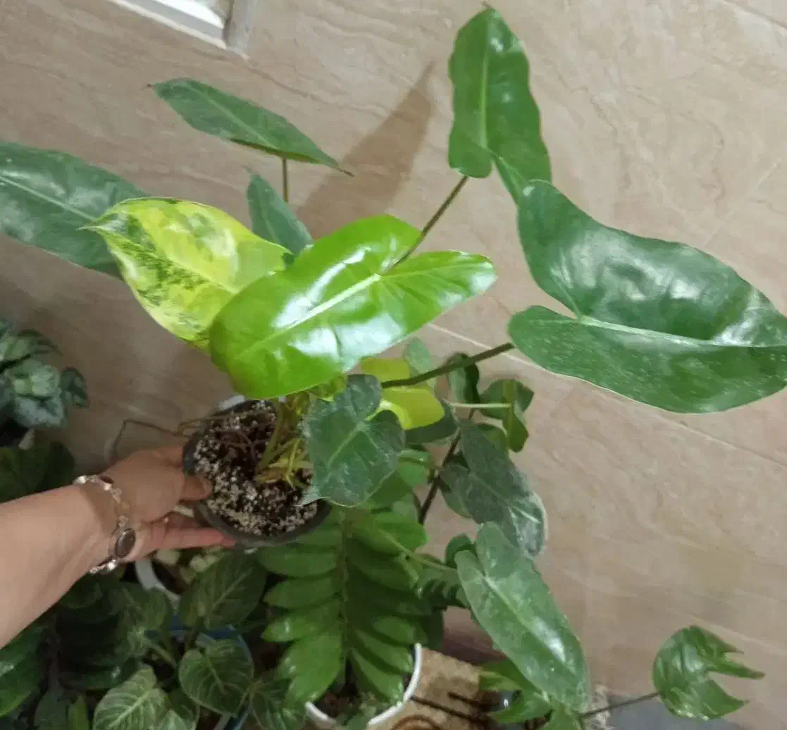 گل و گیاه آپارتمانی|گل و گیاه طبیعی|رشت, پل تالشان|دیوار