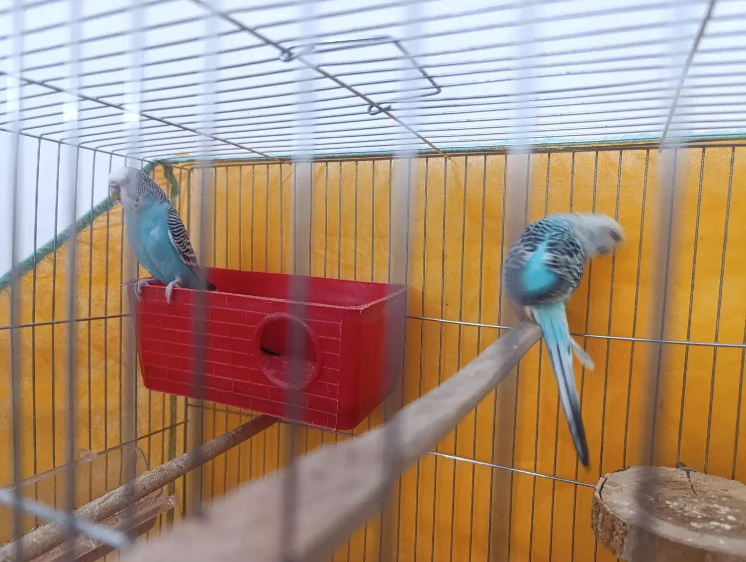 مرغ عشق سالم|پرنده|قم, چهار مردان|دیوار