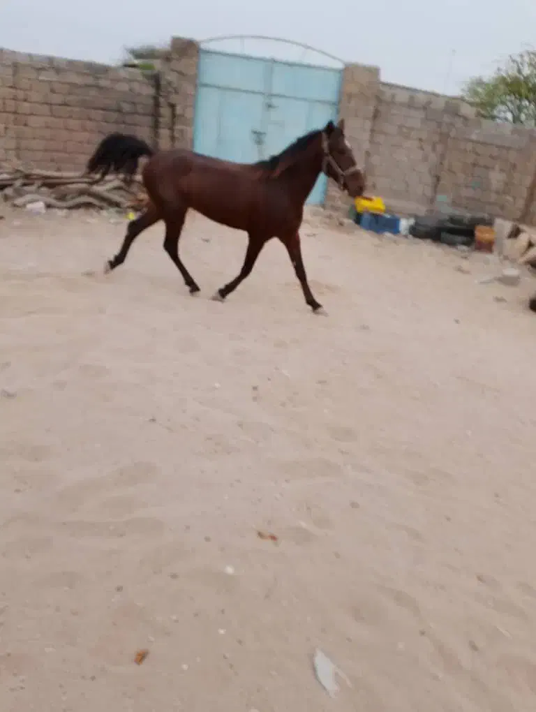 اسب ترکمن|اسب و تجهیزات اسبسواری|قشم, |دیوار