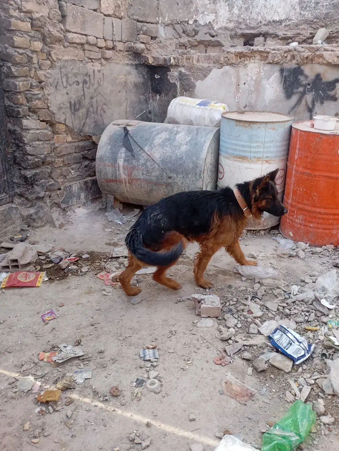 سگ ژرمن شولاین موبلند|سگ|کرمان, |دیوار