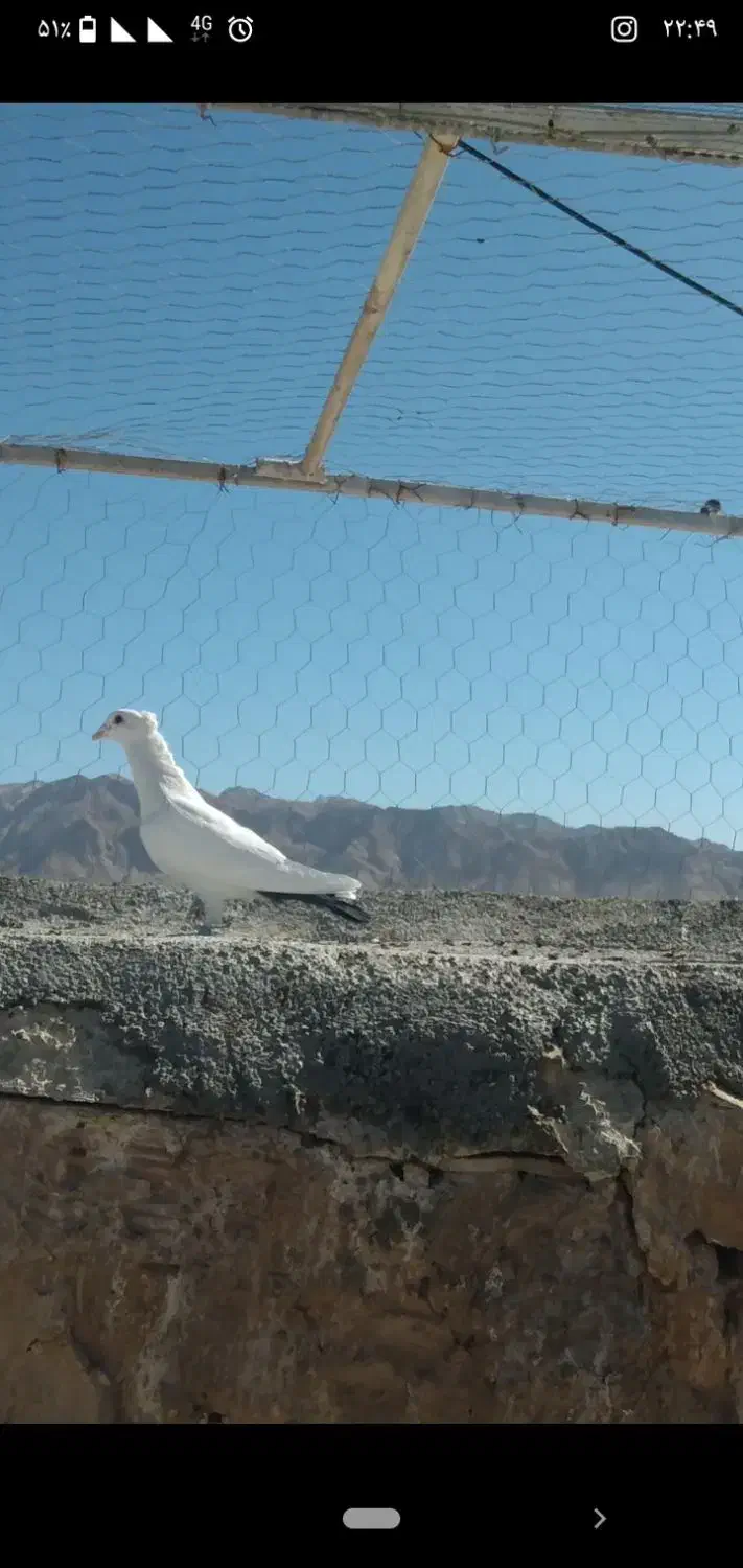 کفتر فروشی|پرنده|قائن, |دیوار