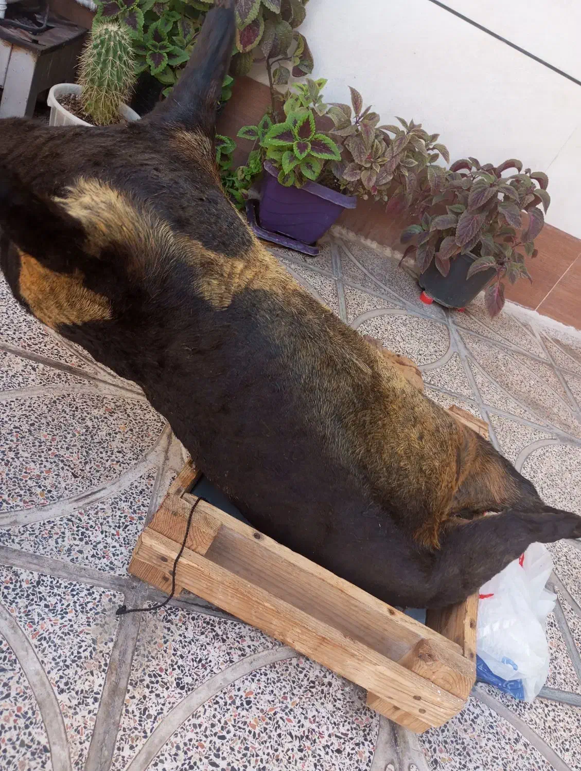 هیزه|کلکسیون و سرگرمی|کوهدشت, |دیوار