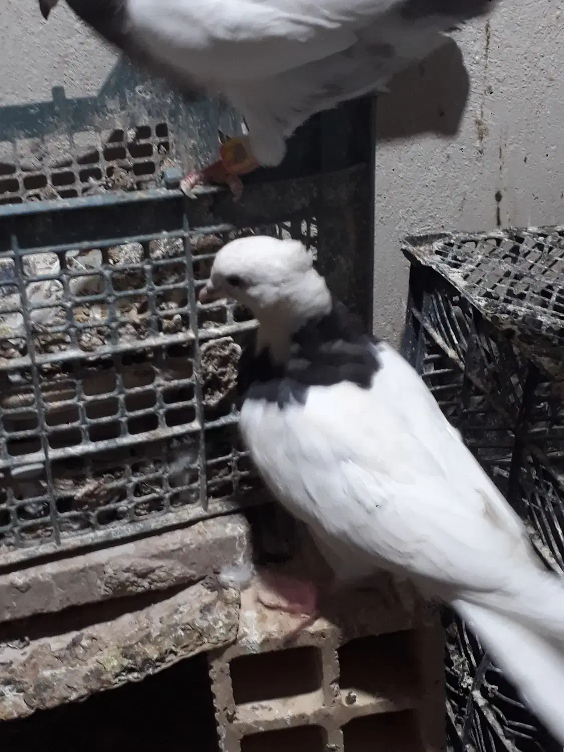 کله‌ دم سبز|پرنده|لالجین, |دیوار