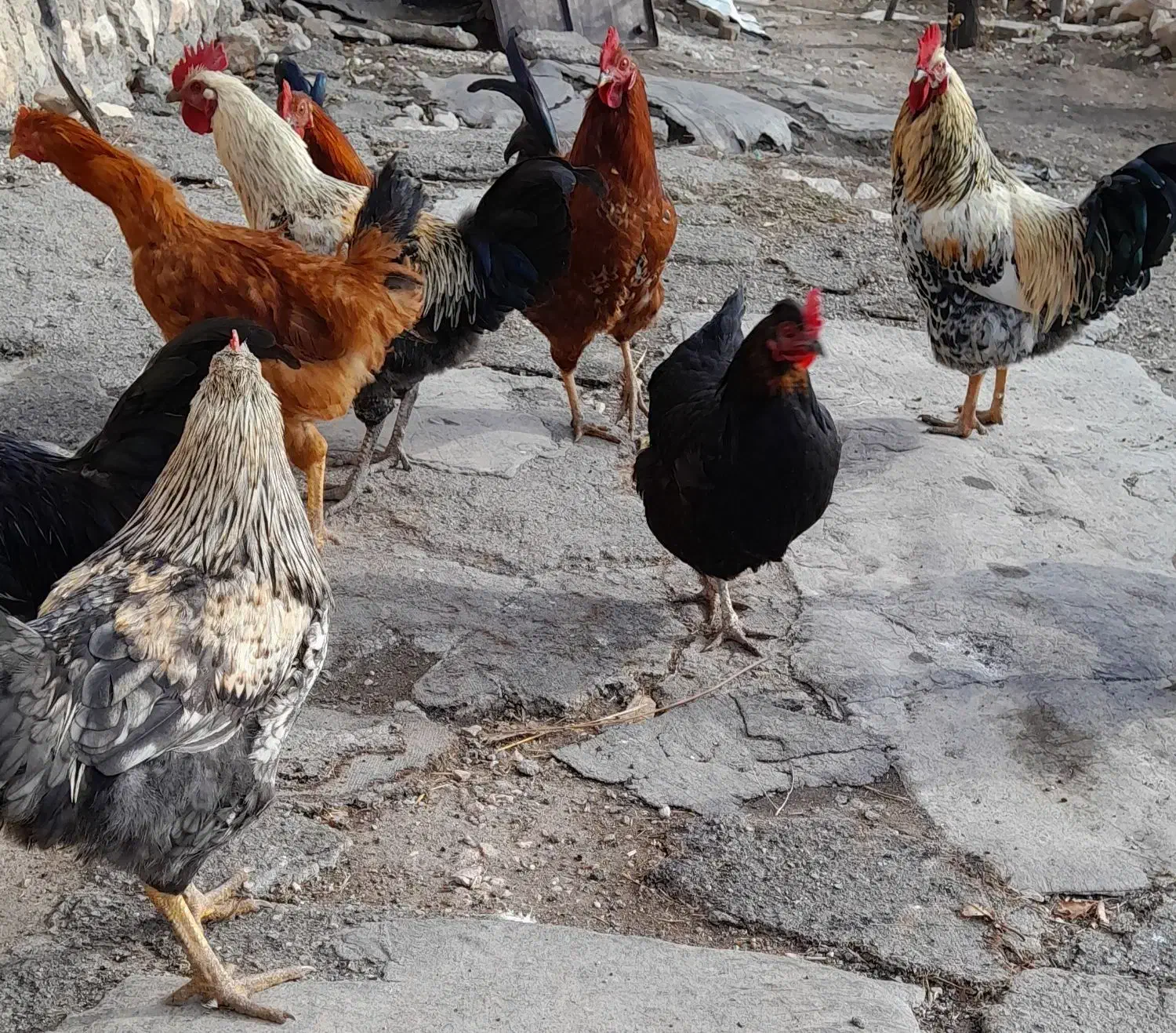 خروس|حیوانات مزرعه|گهواره, |دیوار