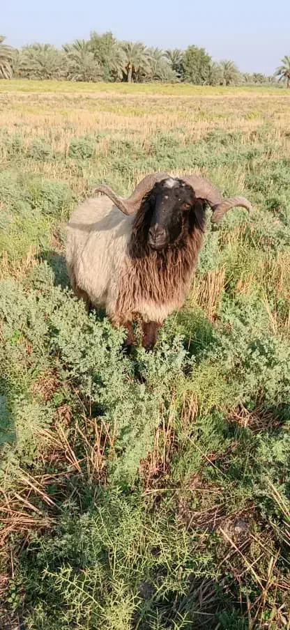 گله سی تای گوسفند|حیوانات مزرعه|اهواز, شهرک صنعتی شماره ۳|دیوار