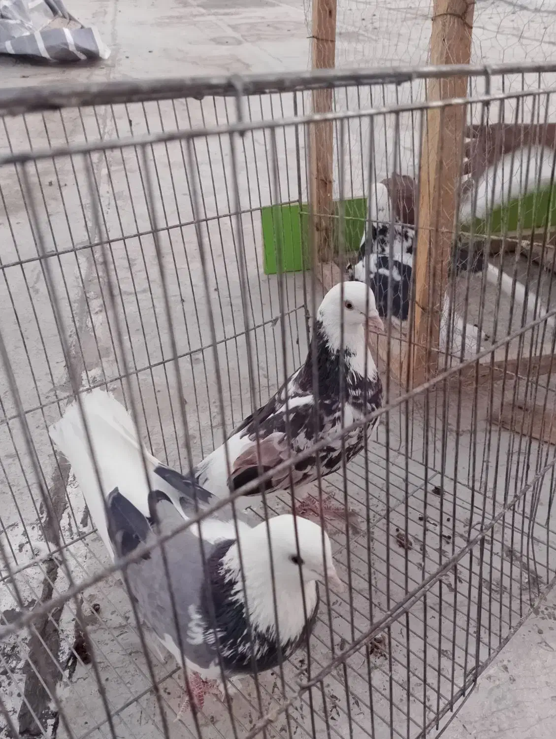 کبوتر|پرنده|ماهنشان, |دیوار