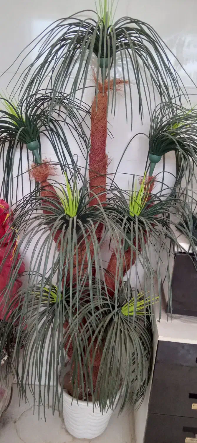 تعدادی گل وساعت ونخل|گل و گیاه طبیعی|سرپل ذهاب, |دیوار