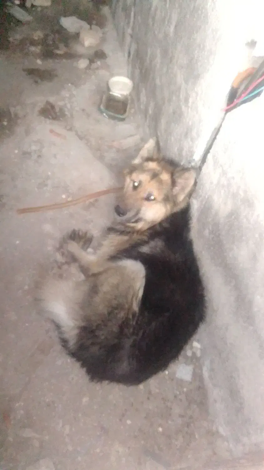 ژرمن یک ملیون|سگ|قائمشهر, |دیوار