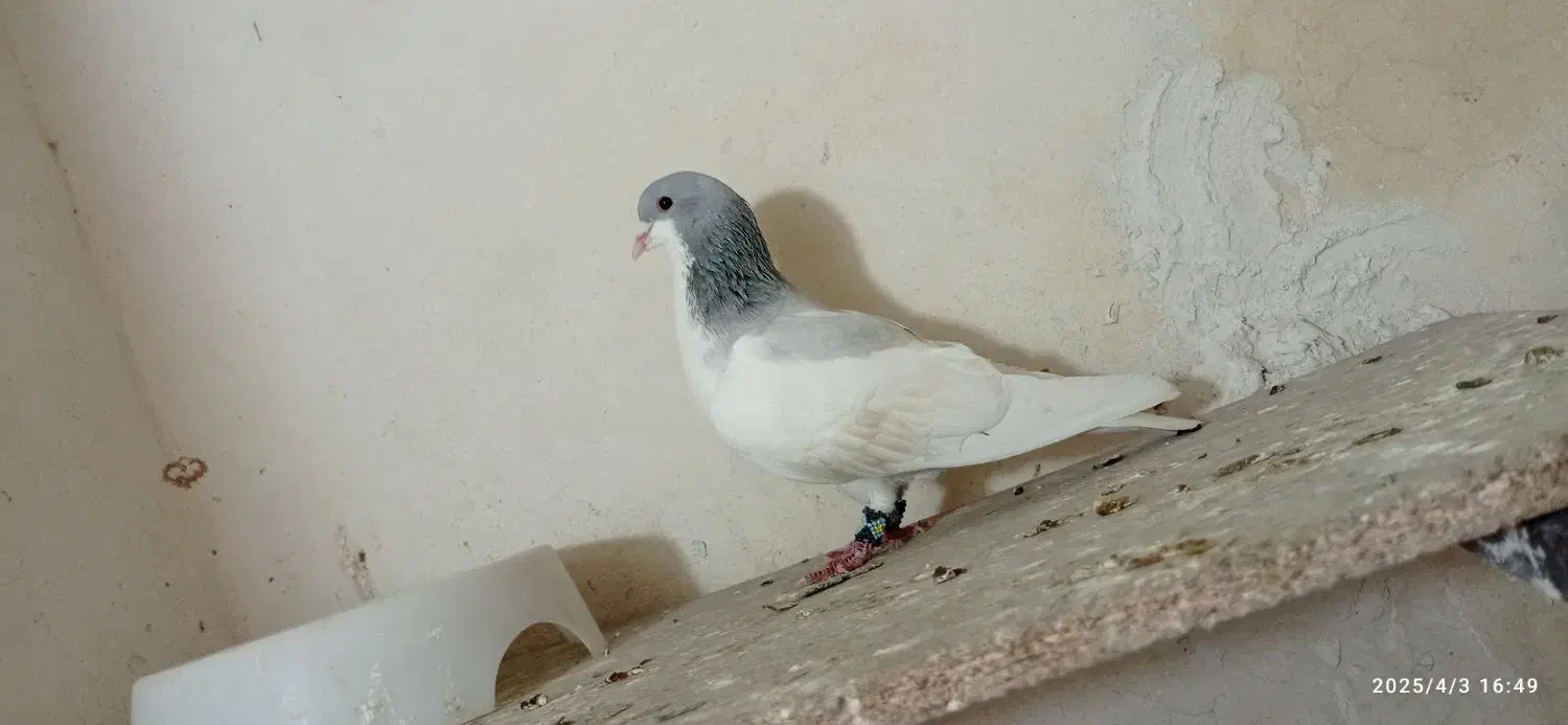 یال سبز نر|پرنده|شیراز, شهرک جماران|دیوار