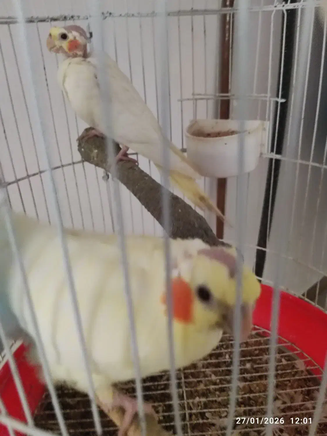 عروس هلندی لتینیو|پرنده|چمران, |دیوار