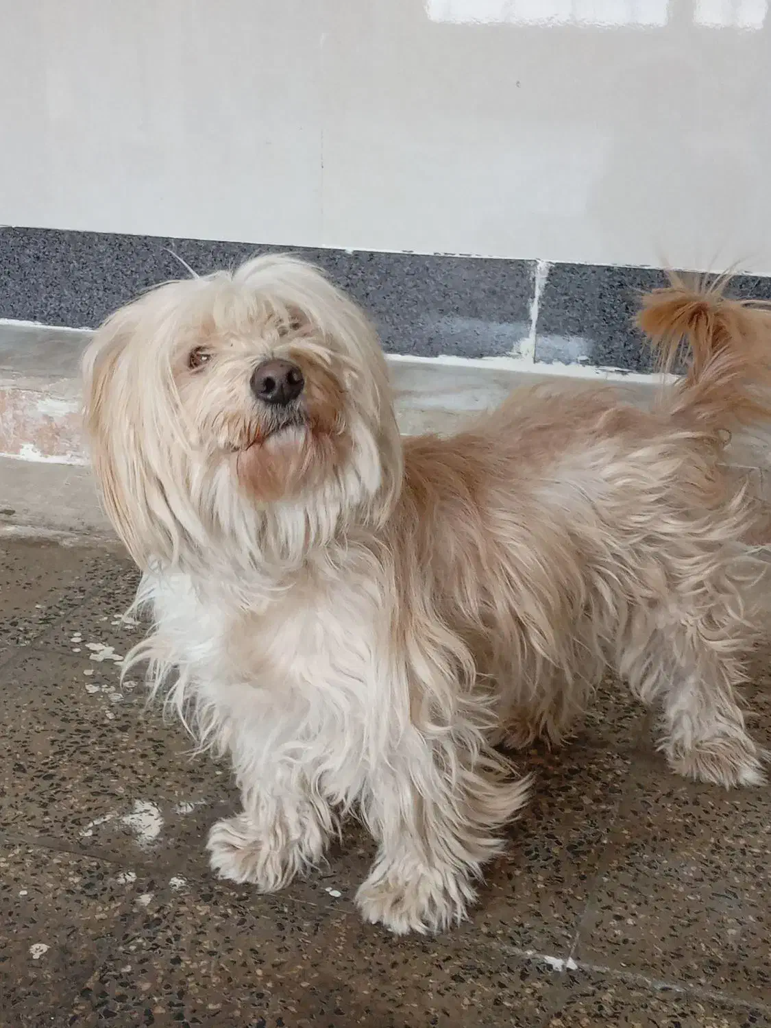 سگ پاکوتاه|سگ|ابهر, |دیوار