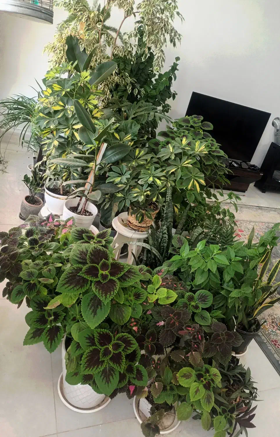 تخفیف فروش گل های خانگی|گل و گیاه طبیعی|مرودشت, بهارستان|دیوار