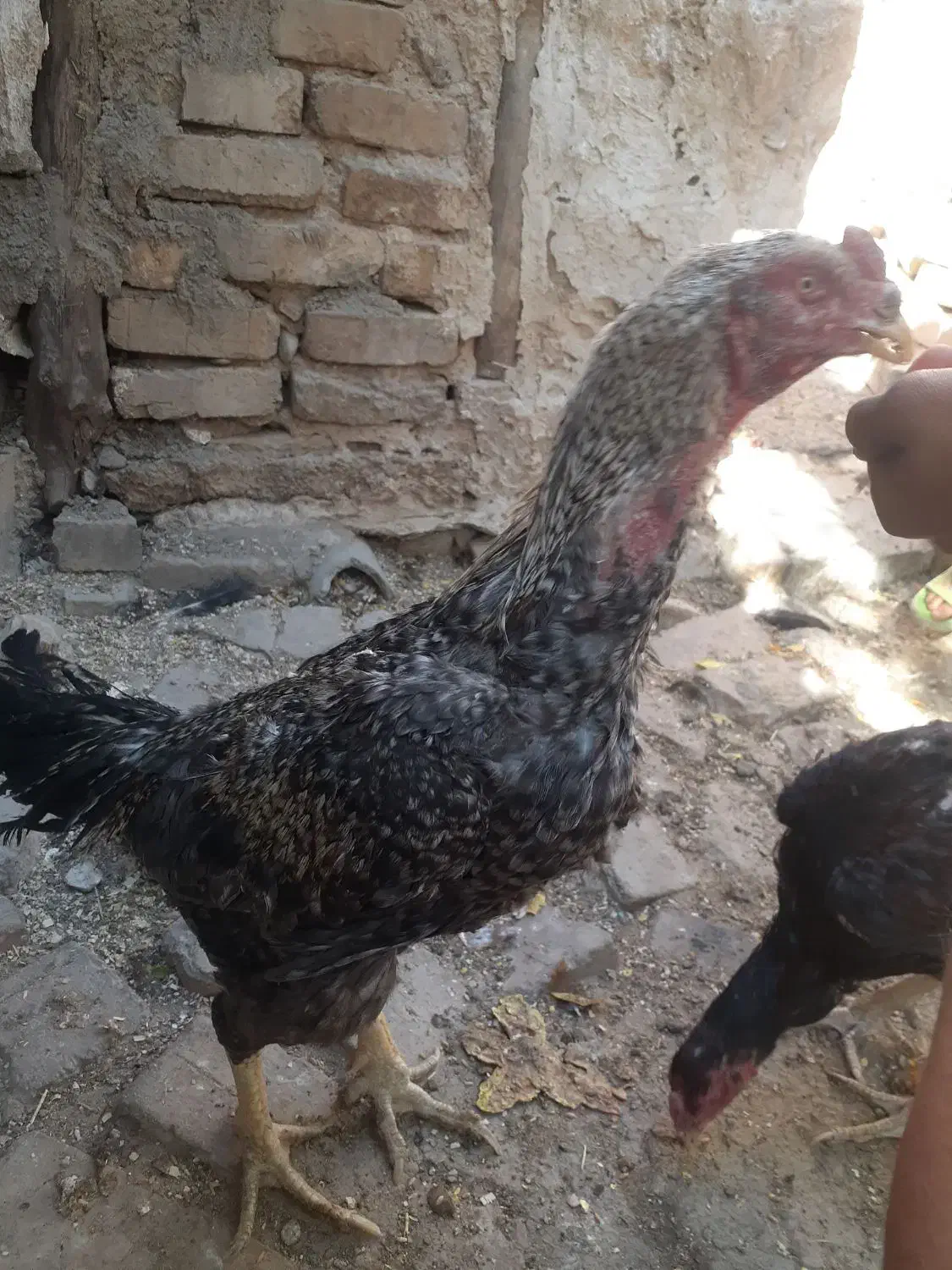 خروس لاری کوکو|حیوانات مزرعه|ضیاء آباد, |دیوار