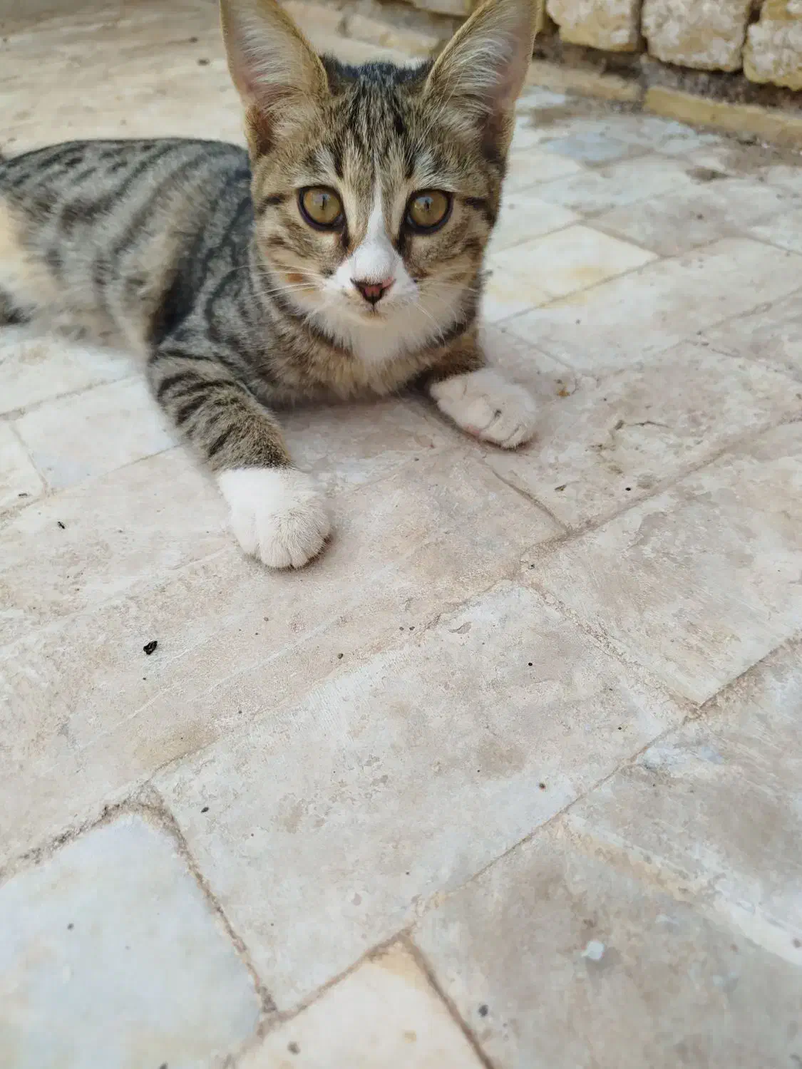 واگذاری ۴ بچه گربه (باهم)|گربه|میبد, |دیوار