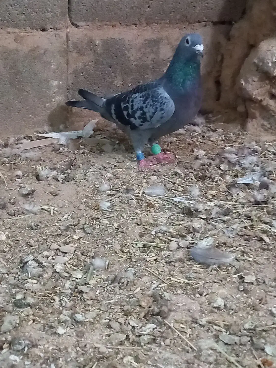 کبوتر|پرنده|قوچان, |دیوار