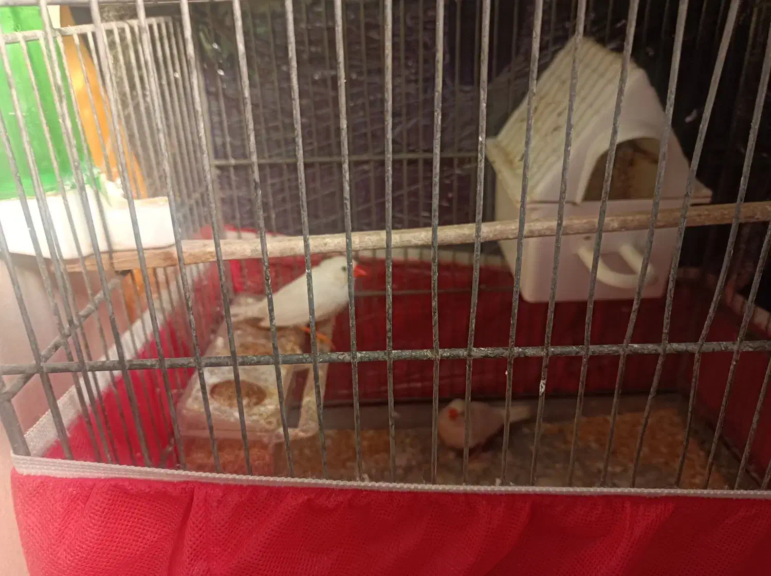 پرنده فنچ مولد|پرنده|تهران, اسفندیاری|دیوار