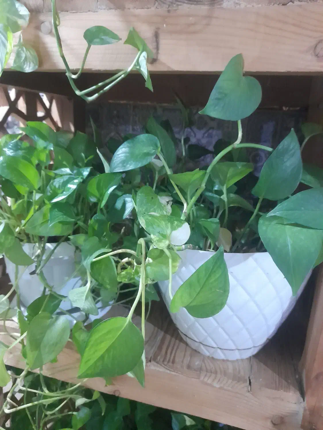 ۸ عدد گلدان پتوس مناسب دیوار کوب یا راه پله ای|گل و گیاه طبیعی|اسلام‌شهر, شهرک واوان|دیوار