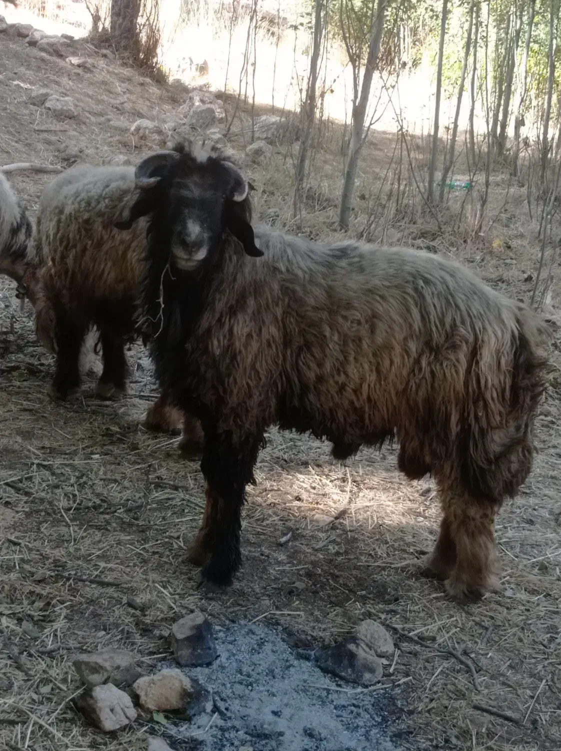 نرمیش|حیوانات مزرعه|صمصامی, |دیوار