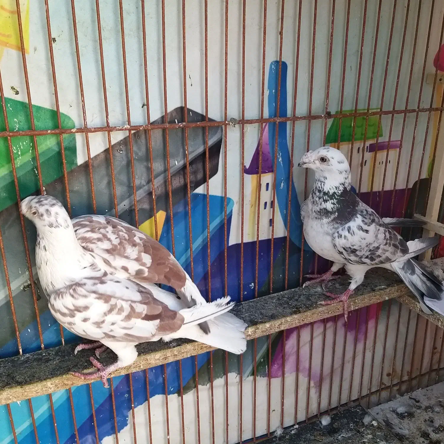 سوسکی،زرد،سینه|پرنده|مشهد, سرافرازان|دیوار