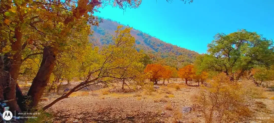 زمین مسکونی گنجه ای کهنه|فروش زمین و ملک کلنگی|یاسوج, |دیوار