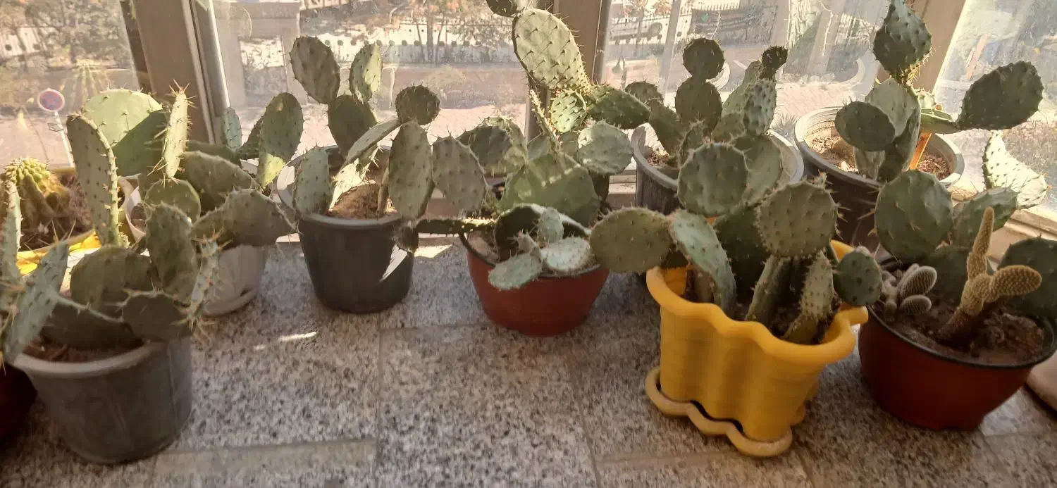 گل کاکتوس|گل و گیاه طبیعی|مشهد, انقلاب|دیوار