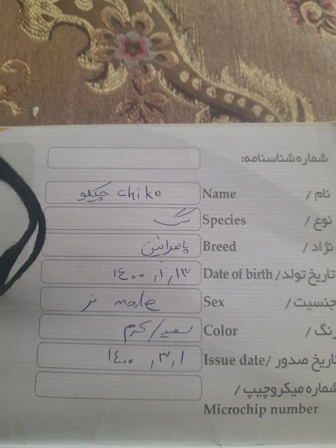 سگ پامر نر|سگ|خمینیشهر, |دیوار