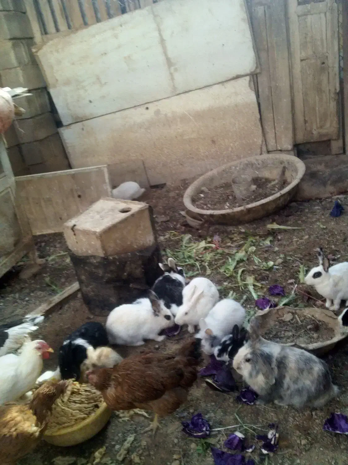 بچه خرگوش وخرگوش|موش و خرگوش|شیراز, بید زرد|دیوار