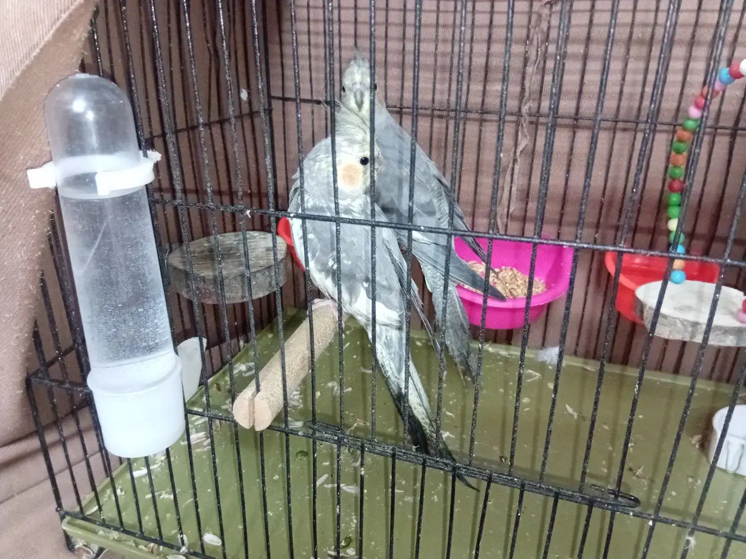 عروس هلندی|پرنده|پاکدشت, پاکدشت (مامازند)|دیوار