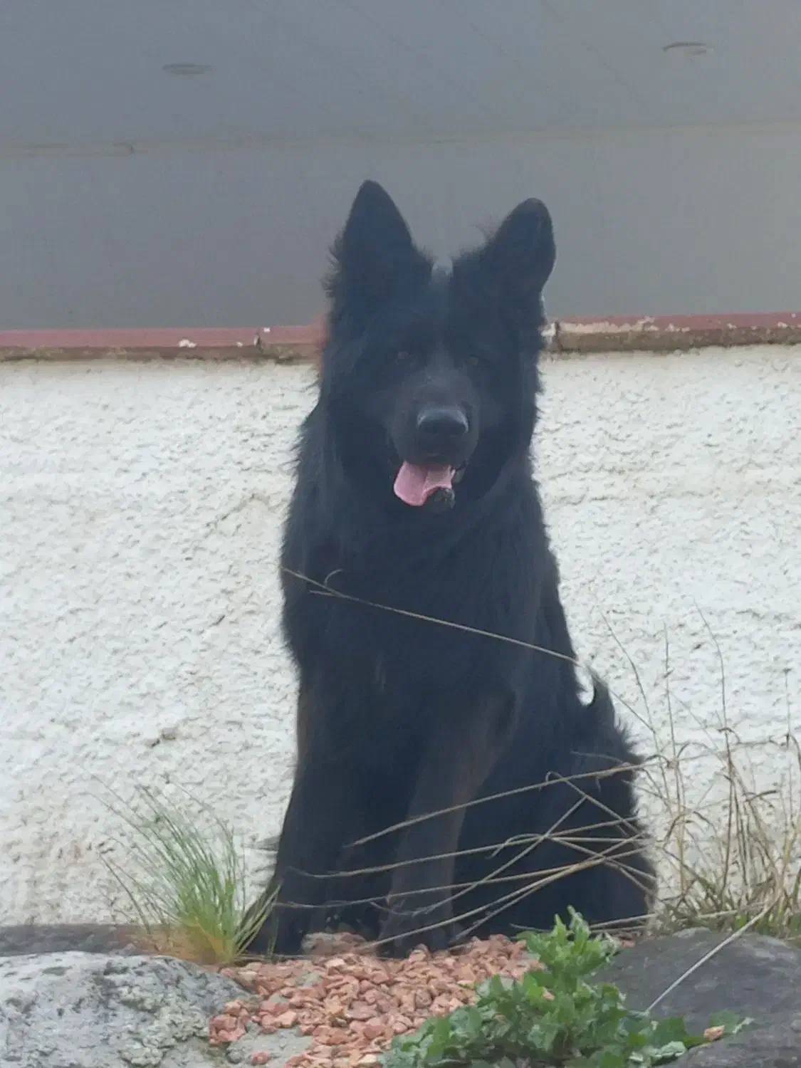 ژرمن بلک نر|سگ|نشتارود, |دیوار