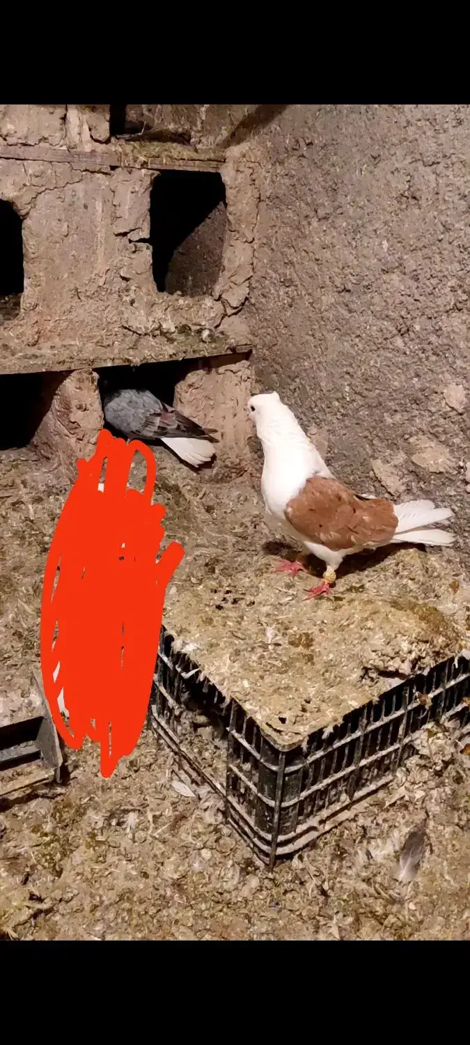 نر شو زرد خال سیا|پرنده|بروجرد, |دیوار