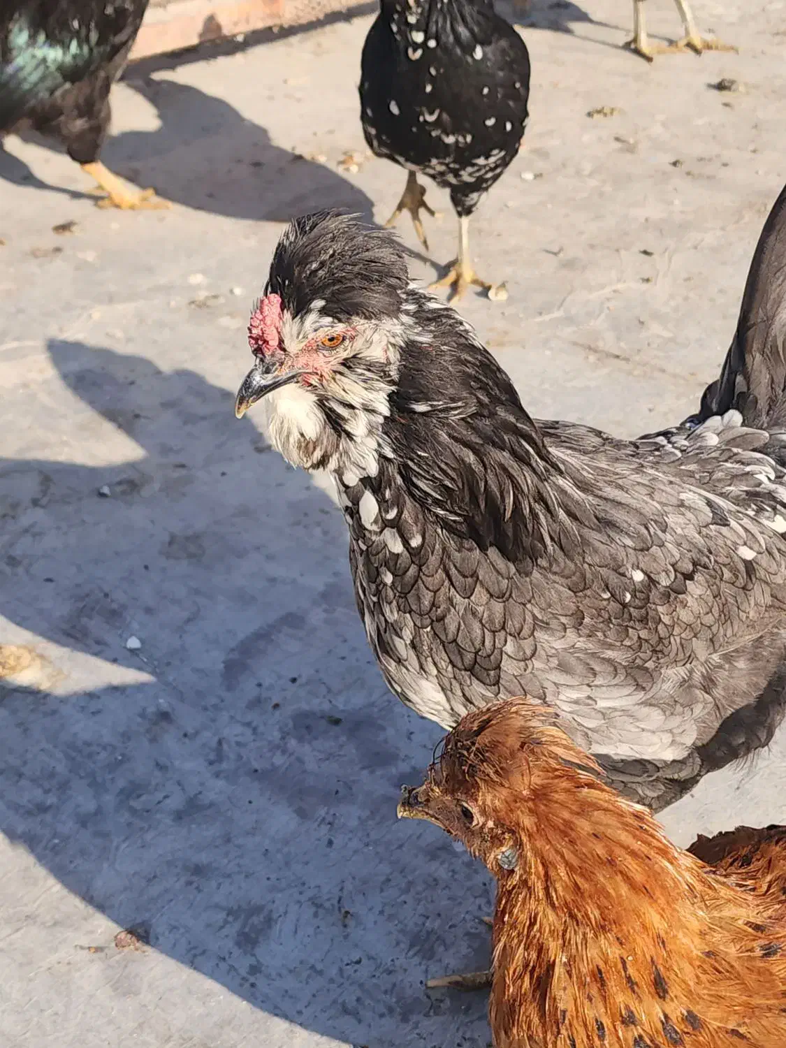 تخم مرغ|حیوانات مزرعه|فلاورجان, |دیوار