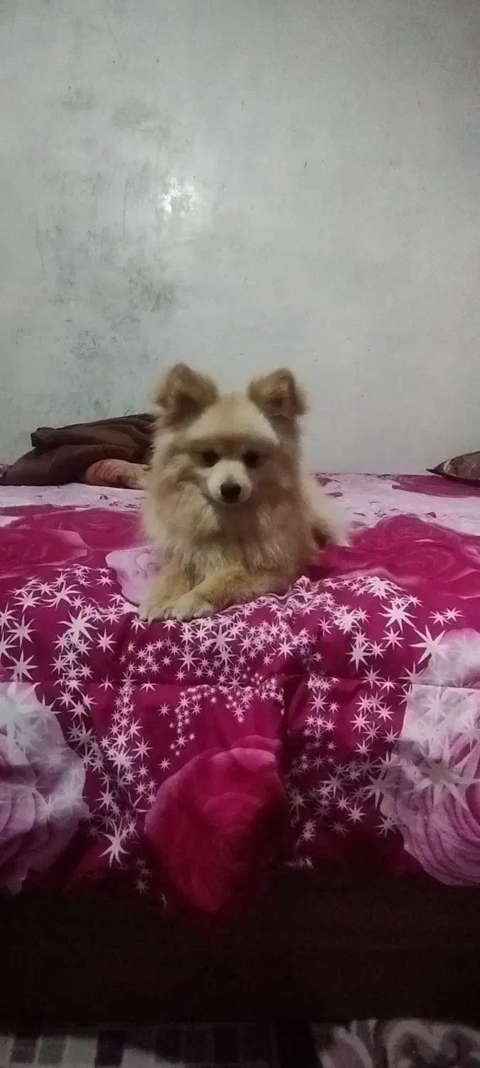 سگ پامر تربیت شده نر|سگ|نسیم‌شهر, |دیوار