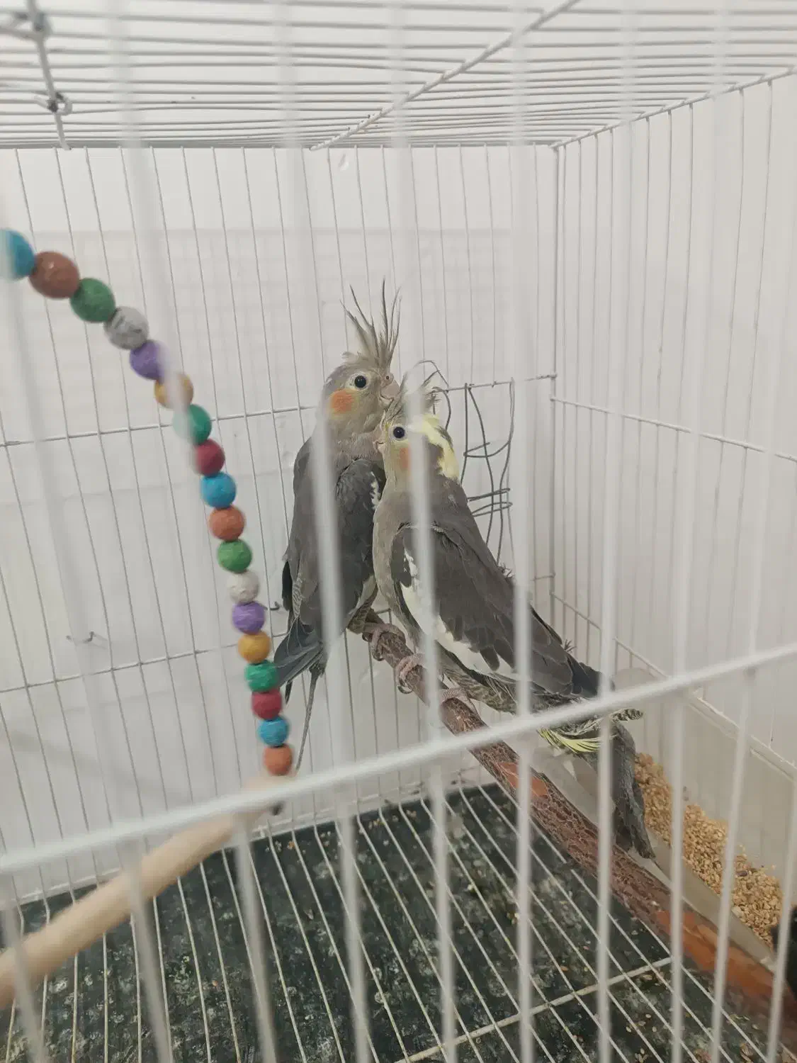 عروس هلندی|پرنده|چناران, |دیوار